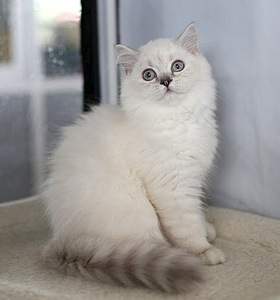 468 X 501 45.5 Kb Питомник'Gem Sweet'.Любимые британские плюшки. Есть британские голубоглазые котята !