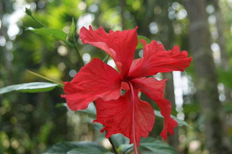 1920 X 1277 165.0 Kb    sony alpha dslr-a290 ()