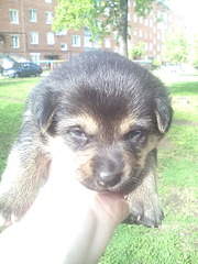 1200 X 1600 337.7 Kb        . .