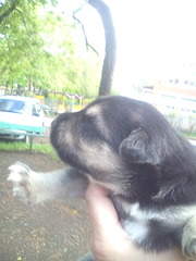 1200 X 1600 221.5 Kb 1200 X 1600 337.7 Kb        . .