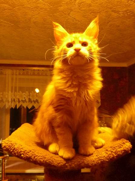 1146 X 1536 733.8 Kb 2048 X 1536 238.6 Kb 1287 X 1479 720.5 Kb -   !