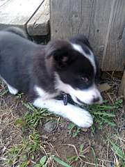 768 X 1024 230.2 Kb 768 X 1024 150.3 Kb Sos sos ����� ��� ��������� � ��� ������ � � ���� ��� ���.����������