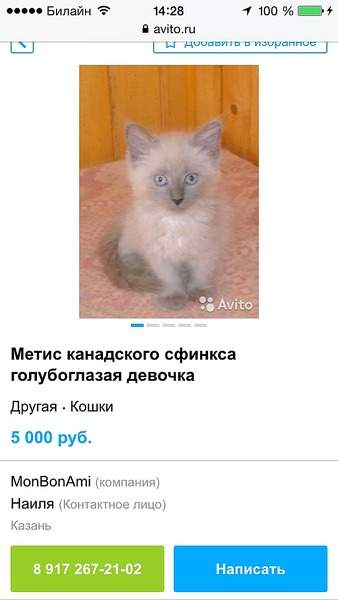 640 X 1136 99.9 Kb Лохотрон или продажа дворняжек под видом породы