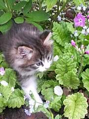 1536 X 2048 660.2 Kb 1536 X 2048 610.0 Kb     