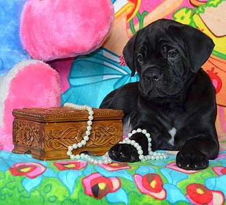 1920 X 1741 381.9 Kb   