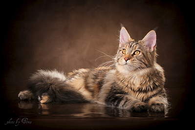 1200 X 800 370.0 Kb Шикарная кошечка, породы мейн-кун питомника "Aurum Beauty"