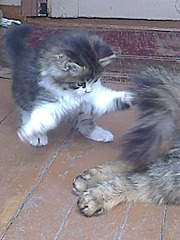 1536 X 2048 337.7 Kb 1536 X 2048 351.4 Kb      ( )