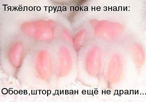 480 x 337 Улыбнемся?