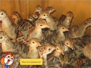 574 X 430 208.9 Kb  .  2015