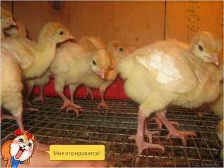 574 X 430 185.5 Kb 574 X 430 208.9 Kb  .  2015