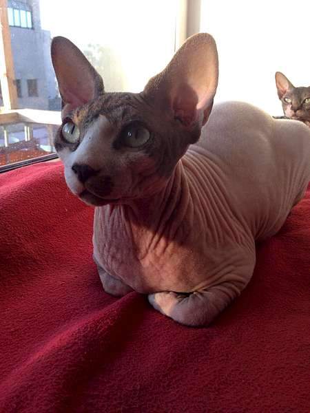 1080 X 1440 107.0 Kb  !   8 000 .