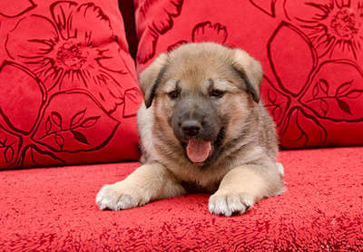 1920 X 1335 406.3 Kb 1920 X 1388 344.3 Kb     .