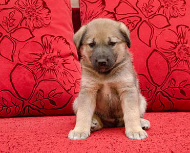 1920 X 1550 522.8 Kb 1920 X 1335 406.3 Kb 1920 X 1388 344.3 Kb     .