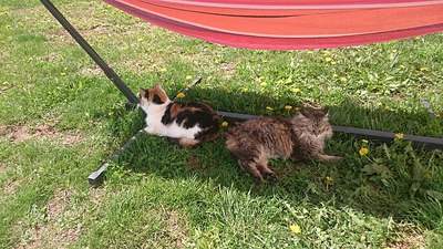 1312 X 738 432.4 Kb  ,   ,   