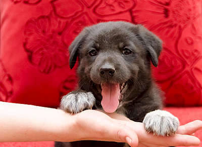 1920 X 1392 271.7 Kb     .