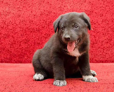 1920 X 1549 412.6 Kb     .