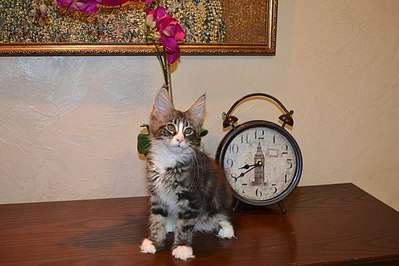 604 X 403  50.5 Kb  - 'Aurum Beauty'. 'J'..