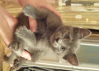 1733 X 1239 496.7 Kb 1499 X 1363 532.0 Kb 1229 X 1455 425.8 Kb 1248 X 1224 378.7 Kb     