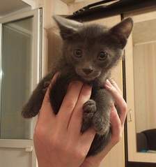 831 X 887 185.3 Kb 1984 X 1488 664.3 Kb 615 X 855 173.4 Kb     