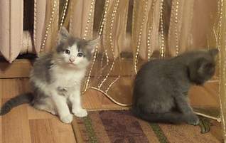 1411 X 889 344.8 Kb 831 X 887 185.3 Kb 1984 X 1488 664.3 Kb 615 X 855 173.4 Kb     