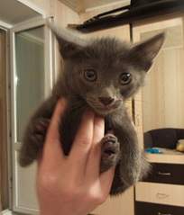 1109 X 1301 302.4 Kb 1411 X 889 344.8 Kb 831 X 887 185.3 Kb 1984 X 1488 664.3 Kb 615 X 855 173.4 Kb     