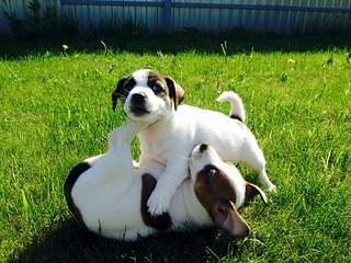 2048 X 1536 487.5 Kb     