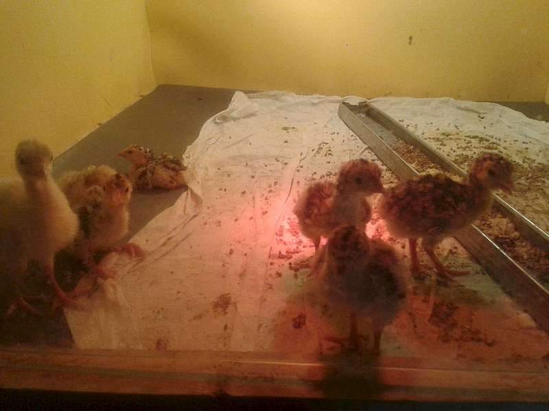 1920 X 1440 136.5 Kb    