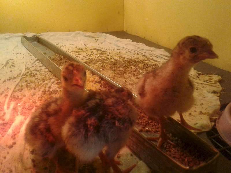 1920 X 1440 155.4 Kb 1920 X 1440 165.0 Kb 1920 X 1440 136.5 Kb    