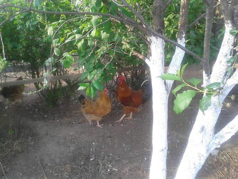 1920 X 1440 316.8 Kb    