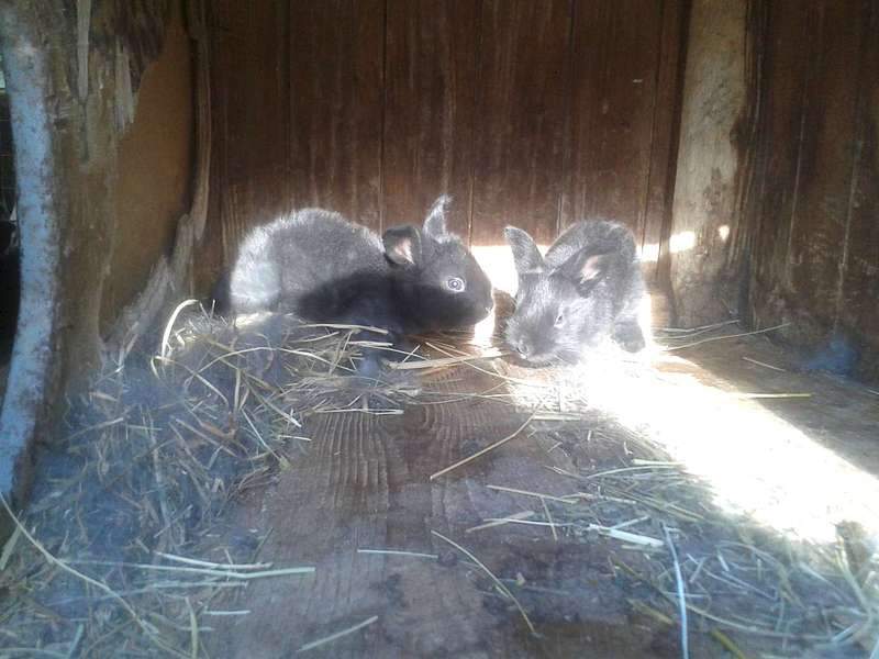 1920 X 1440 183.3 Kb    