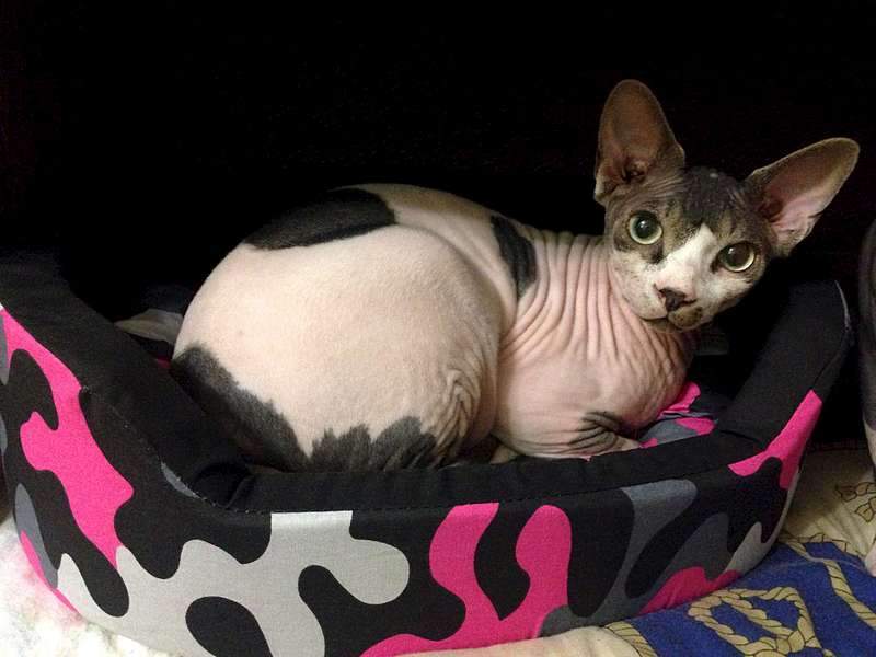 1920 X 1440 164.0 Kb  !   8 000 .