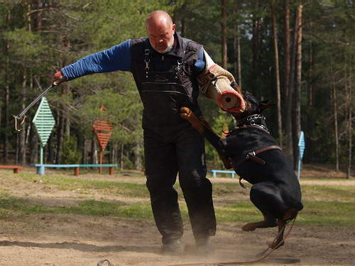 500 x 375 500 x 550 500 x 350 500 x 375 Его Величество ДОБЕРМАН. Статья 'Методические подходы к изучению агрессии собак.'