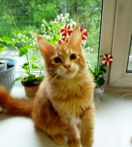 1360 X 1513 932.7 Kb -   !