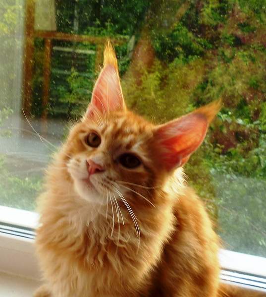 1016 X 1134 653.8 Kb 1360 X 1513 932.7 Kb -   !