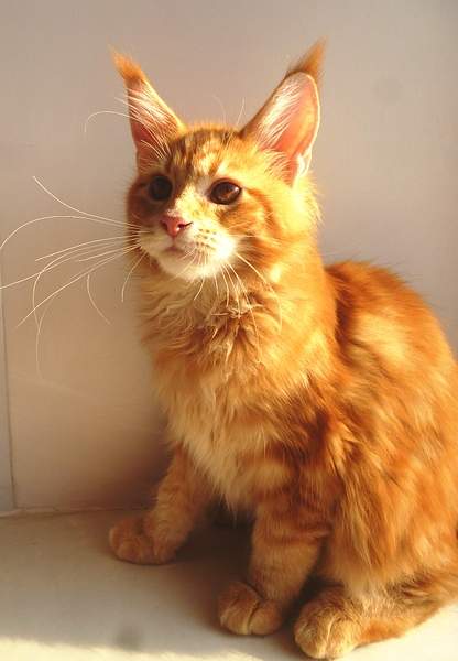 1306 X 1883 153.9 Kb 1016 X 1134 653.8 Kb 1360 X 1513 932.7 Kb -   !