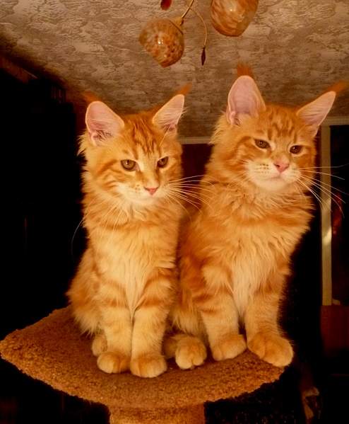 1430 X 1734 745.6 Kb 2048 X 1536 247.2 Kb 1110 X 1416 676.4 Kb -   !