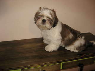 1920 X 1440 177.5 Kb  -