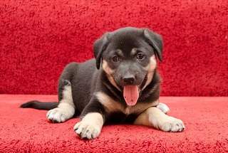 604 X 406 65.2 Kb -       .