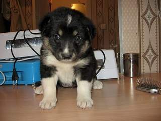 604 X 453 55.2 Kb -       .