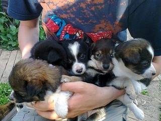 604 X 453  99.8 Kb -       .