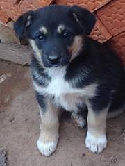 453 X 604  52.5 Kb -       .