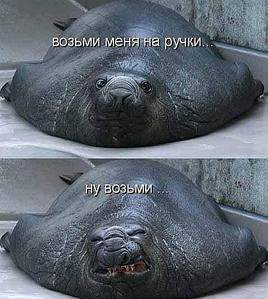 477 X 532 36.5 Kb 600 X 450 123.3 Kb 450 X 600 79.6 Kb Улыбнемся?
