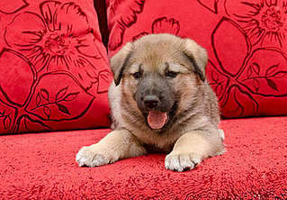 400 X 278  24.9 Kb -       .