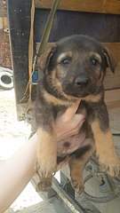 340 X 604 39.5 Kb -       .