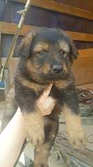 340 X 604 36.3 Kb 340 X 604 39.5 Kb -       .