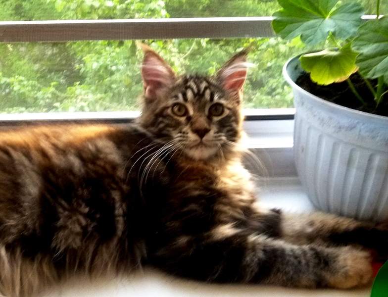 1277 X 977 567.1 Kb -   !