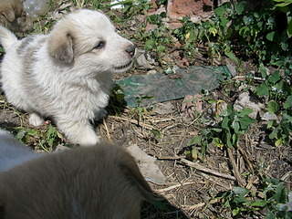 2048 X 1536 684.7 Kb Очень красивые щенята ищут свой дом