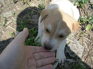 2048 X 1536 678.1 Kb 2048 X 1536 684.7 Kb Очень красивые щенята ищут свой дом