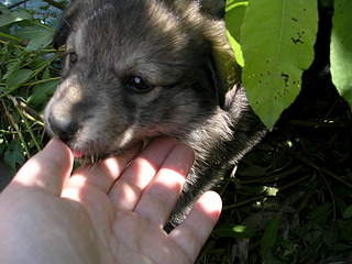 2048 X 1536 650.7 Kb 2048 X 1536 678.1 Kb 2048 X 1536 684.7 Kb Очень красивые щенята ищут свой дом