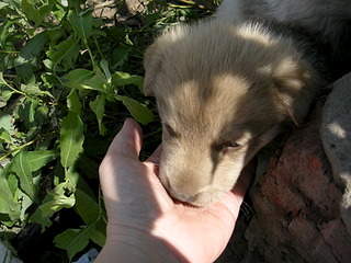 2048 X 1536 648.0 Kb 2048 X 1536 650.7 Kb 2048 X 1536 678.1 Kb 2048 X 1536 684.7 Kb Очень красивые щенята ищут свой дом